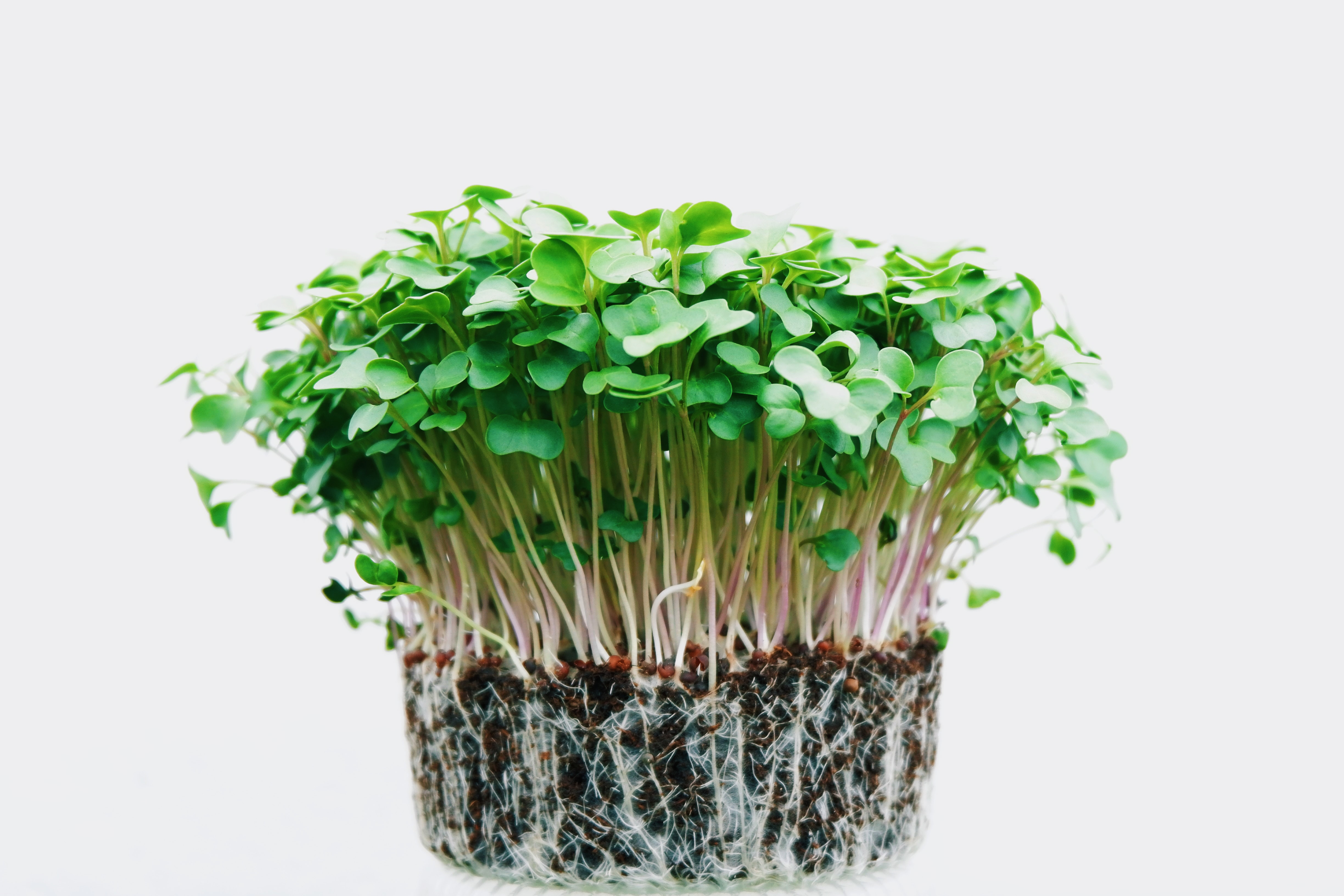 free pic from pixabay.com cc license of microgreens