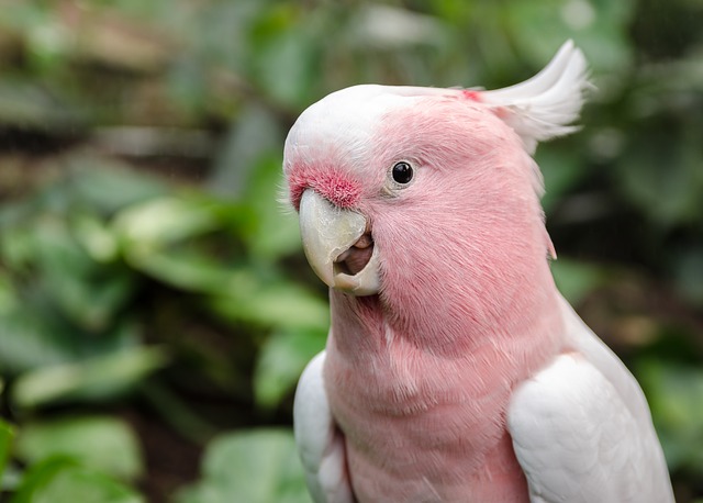 free pic from pixabay.com cc license of a cockatoo