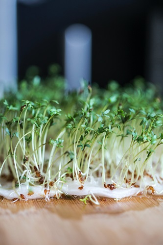 free use photo from unsplash.com of watercress