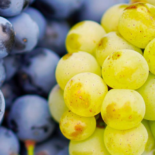 Up-close grapes